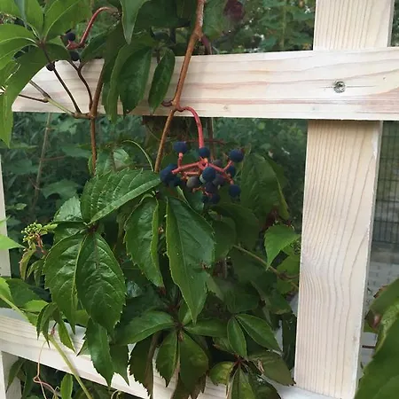 Ferienpark Senftenberg Semesterbostad Senftenberg